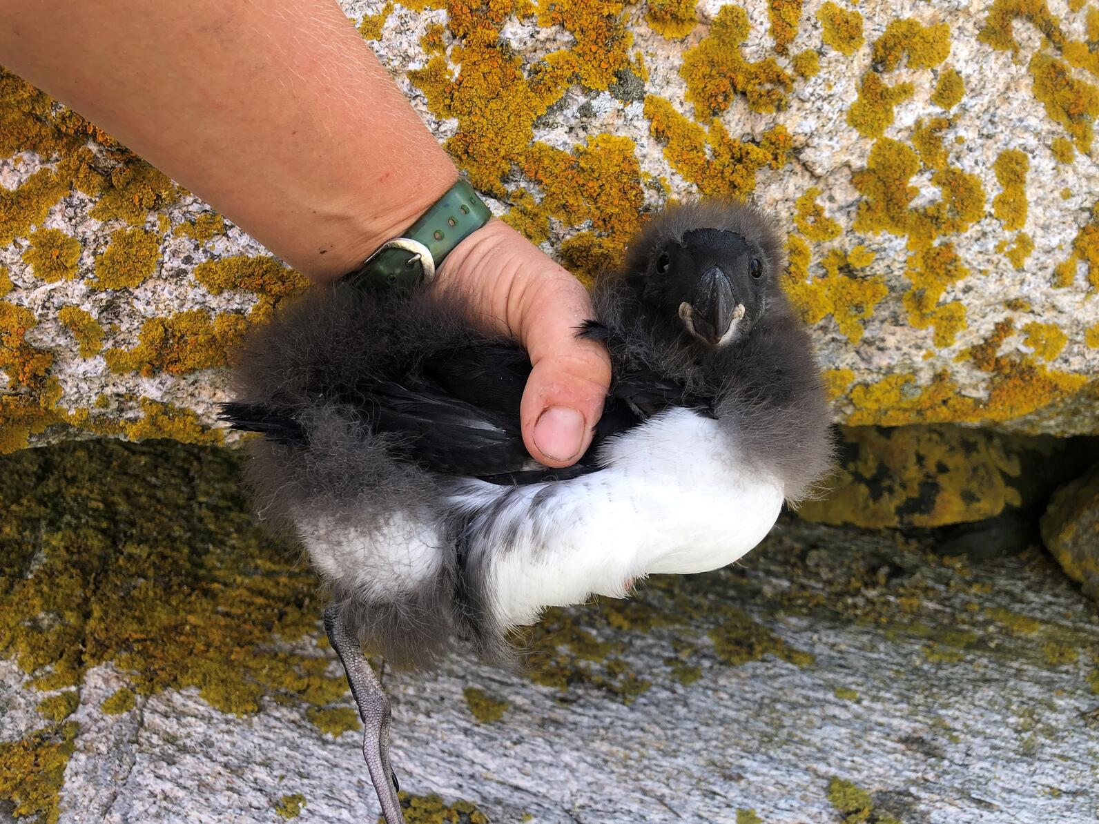 Matinicus Rock Puffling