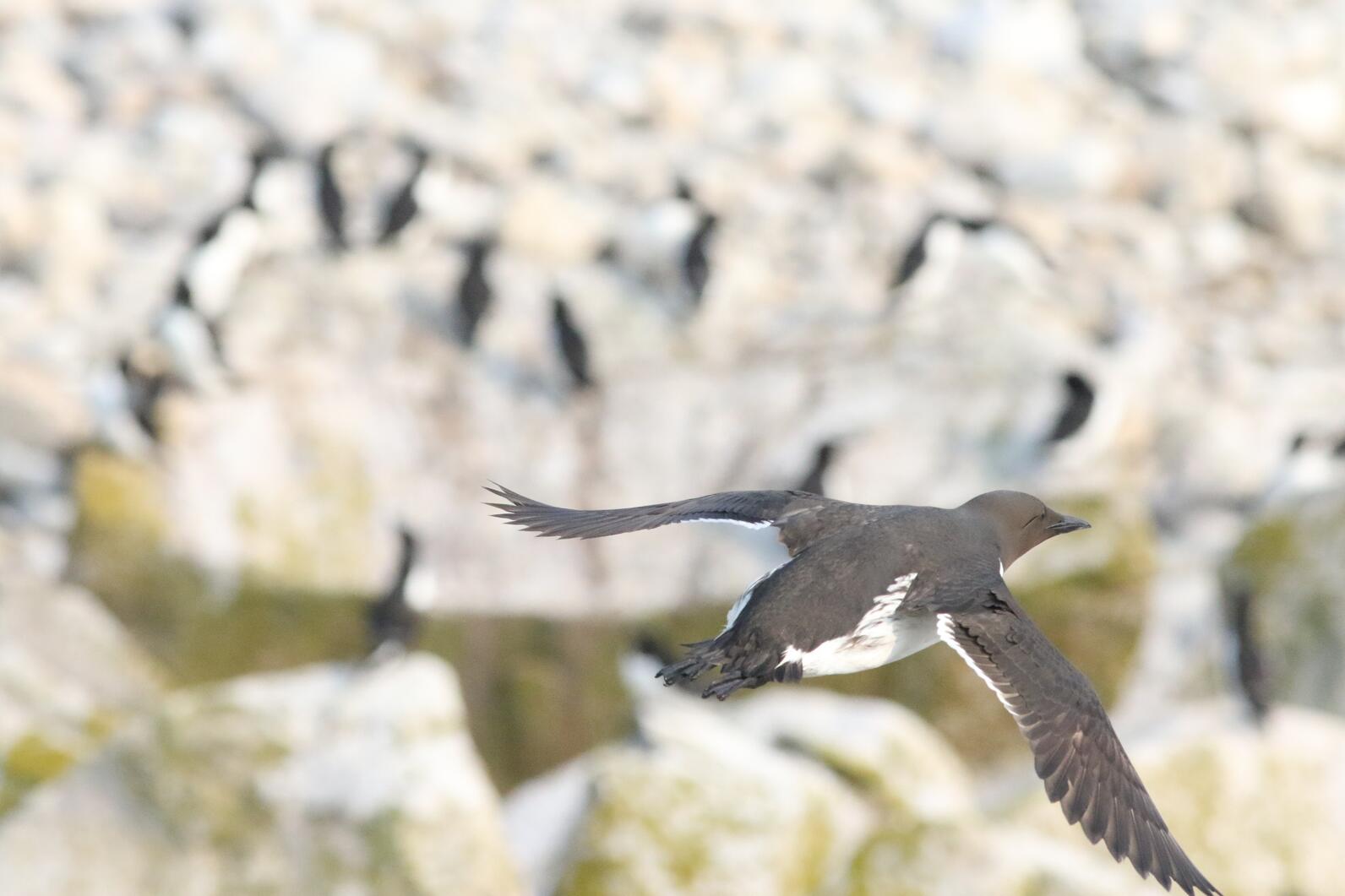 A bird flying. A bird flying.