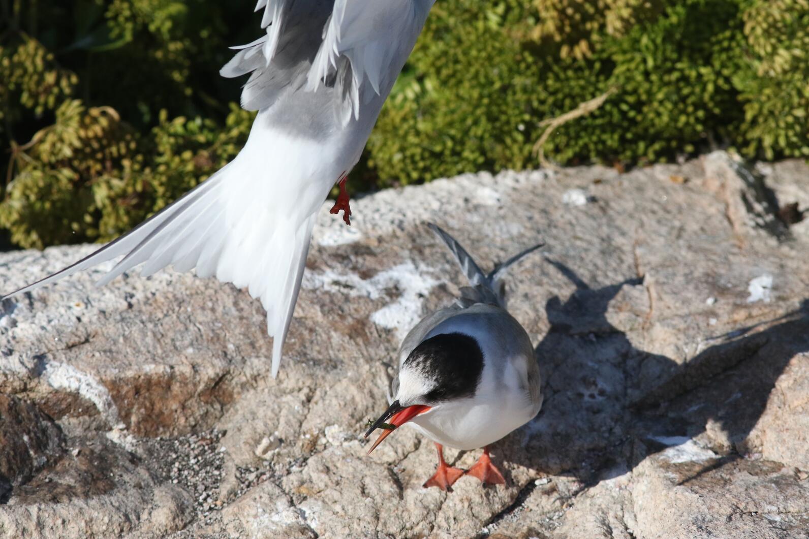 A fly-by hand-off of larval lobster between Arctic Terns. A fly-by hand-off of larval lobster between Arctic Terns.