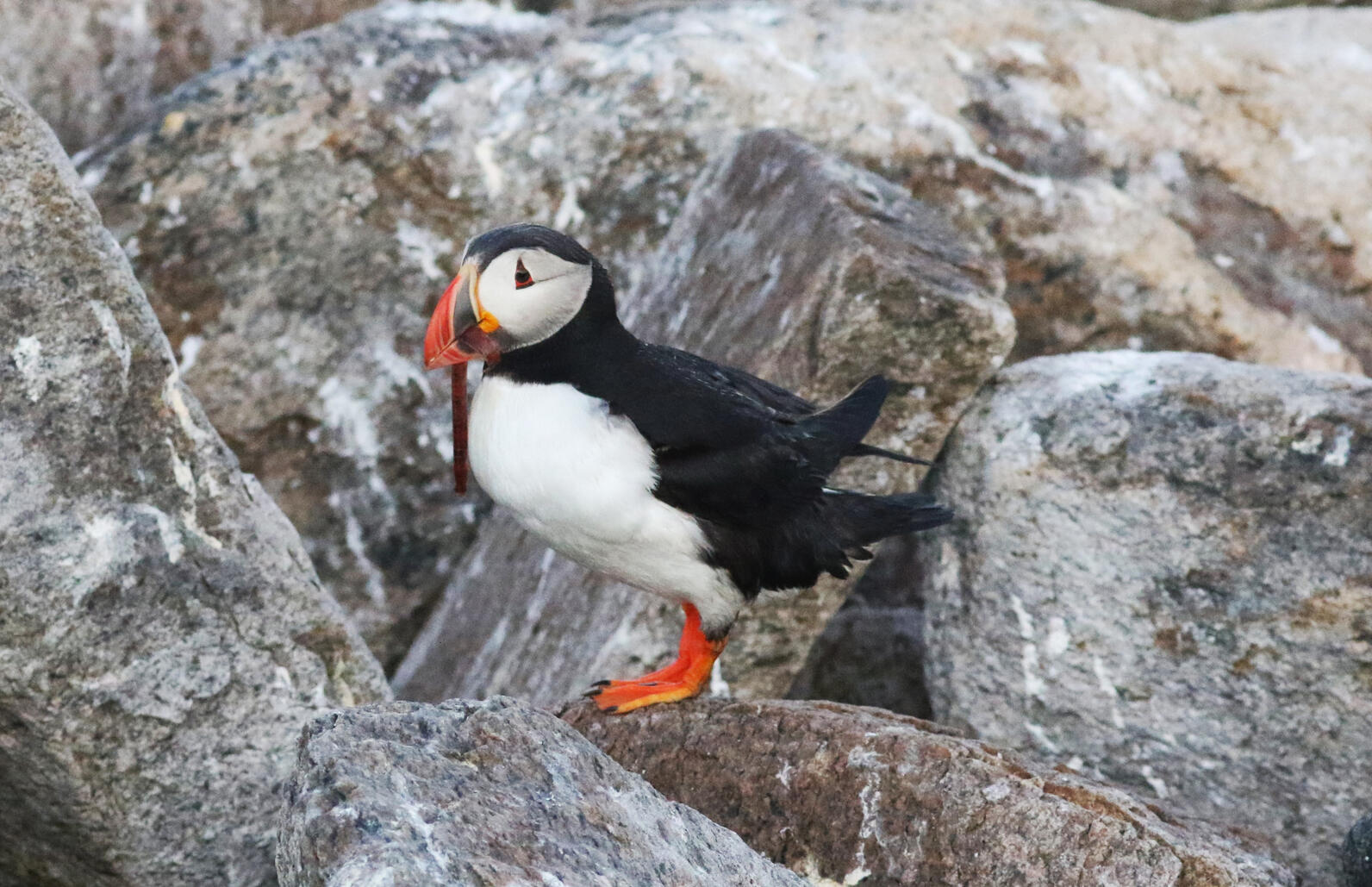 Atlantic Puffin on Matinicus Rock