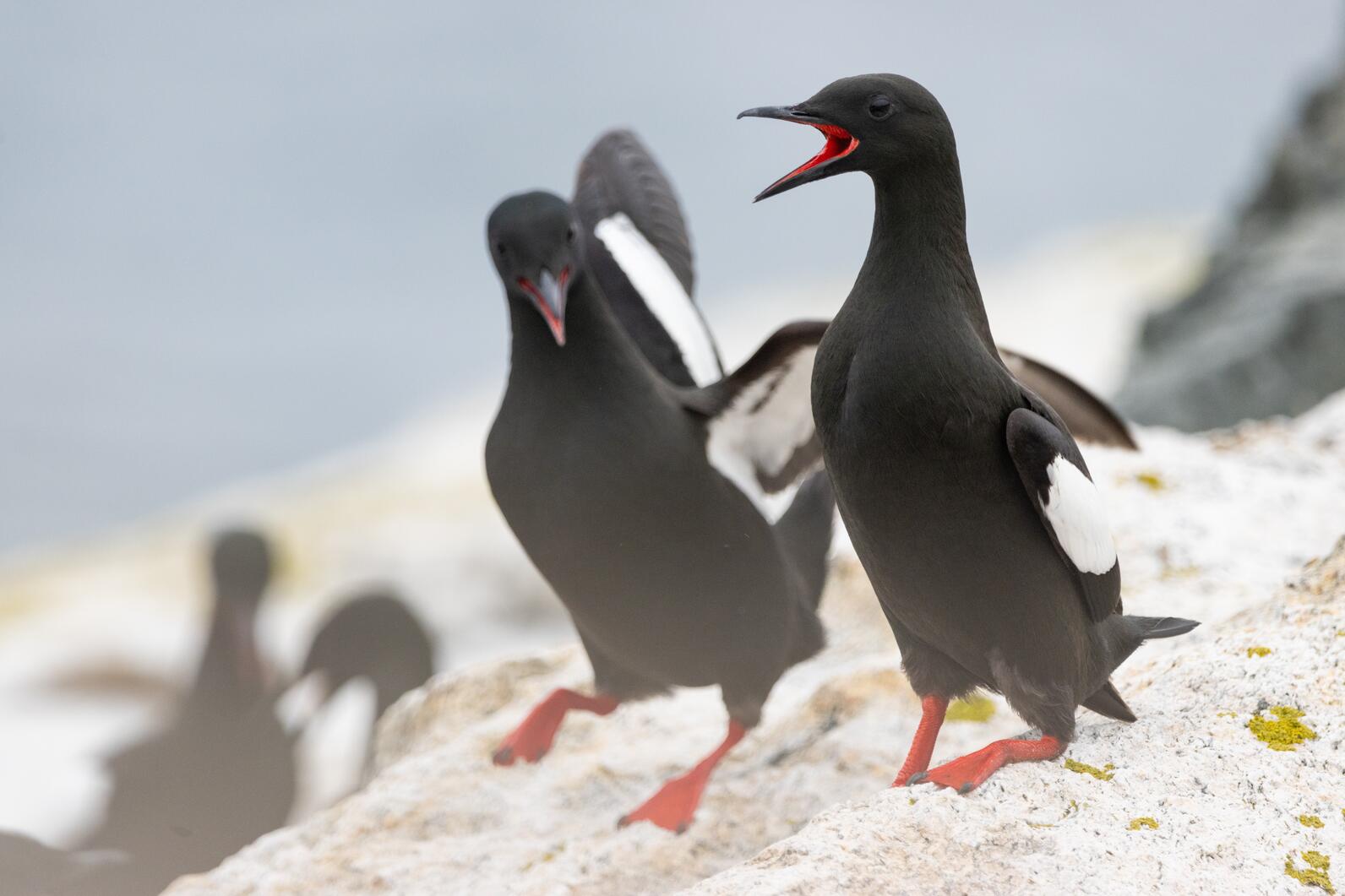Courting Black Guillemots Courting Black Guillemots