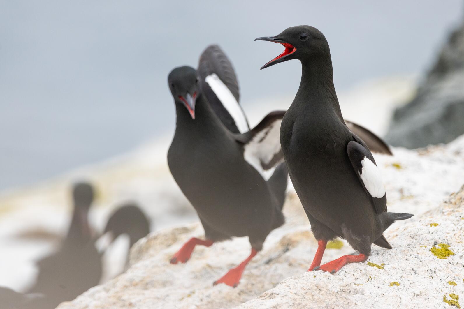 Courting Black Guillemots