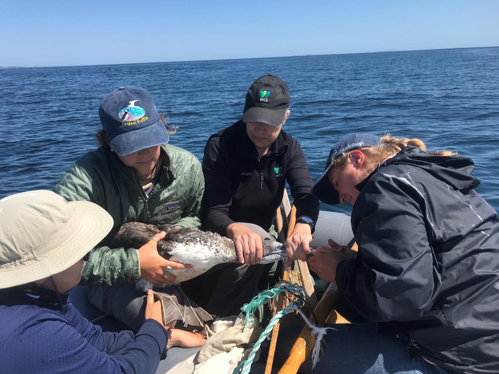 Matinicus Rock Team untangling Northern Gannet tangled in fishing gear