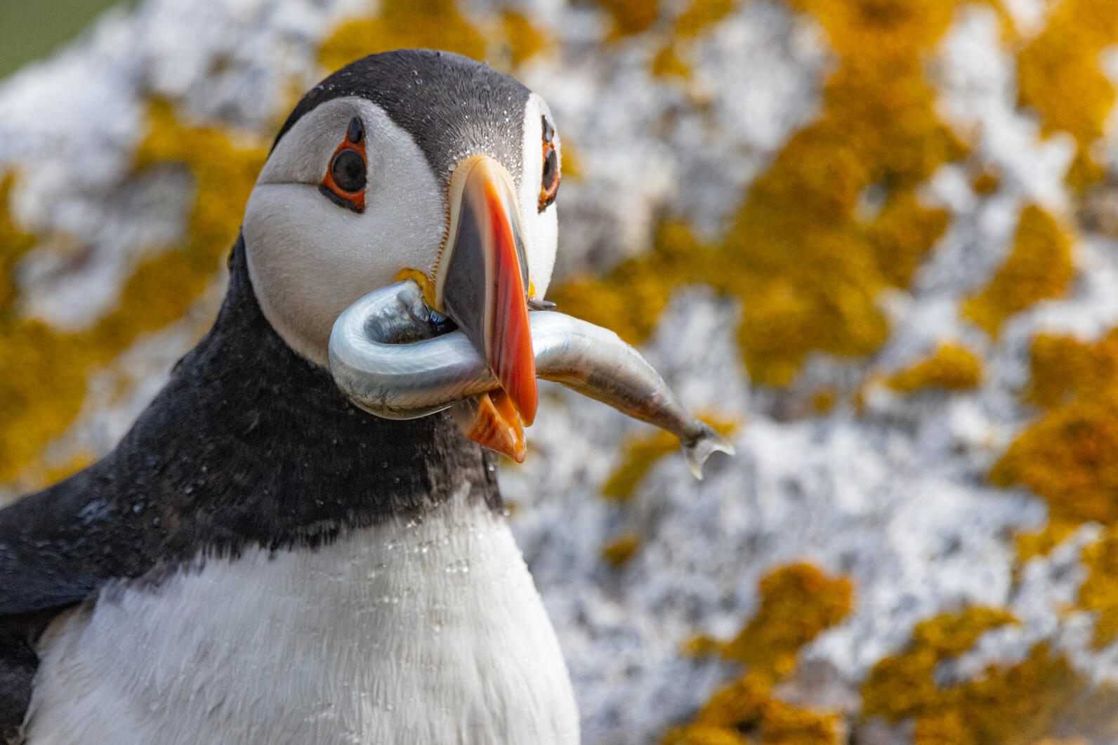 HU20 is the oldest living puffin HU20 is the oldest living puffin
