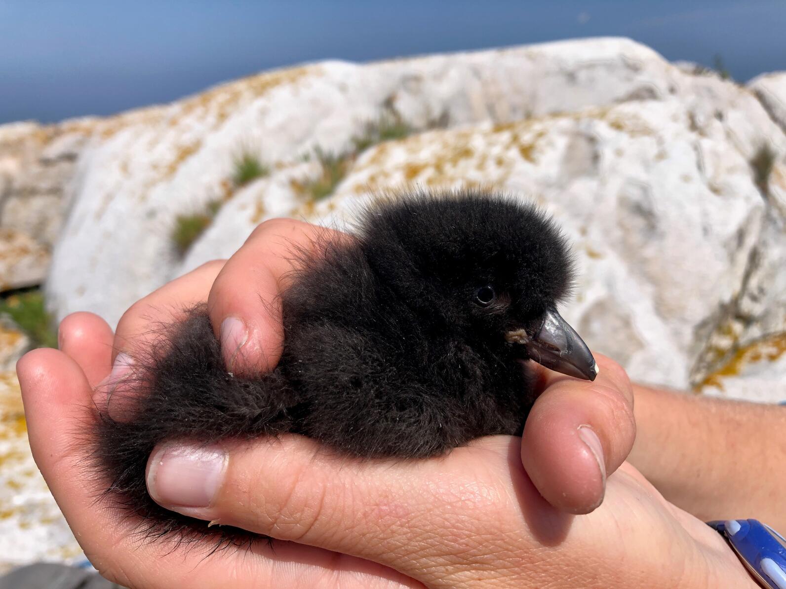 Seabird Island News - Vol. 9 - 22 July 2022 | Audubon Seabird Institute