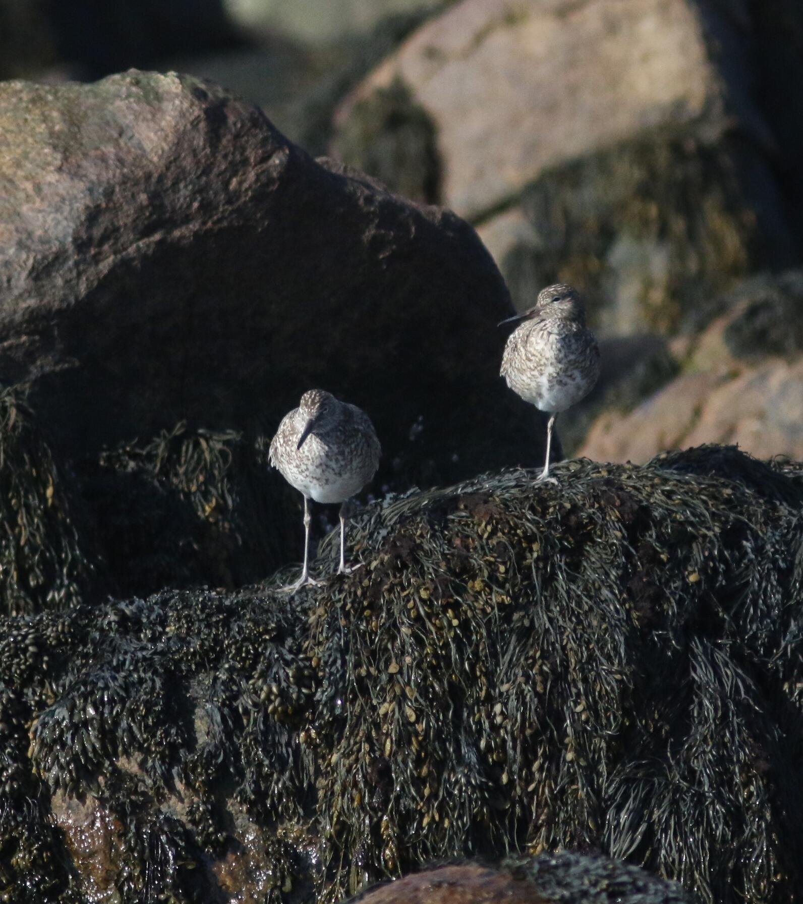 A pair of Willets were seen hanging along the shore of Matinicus Rock.