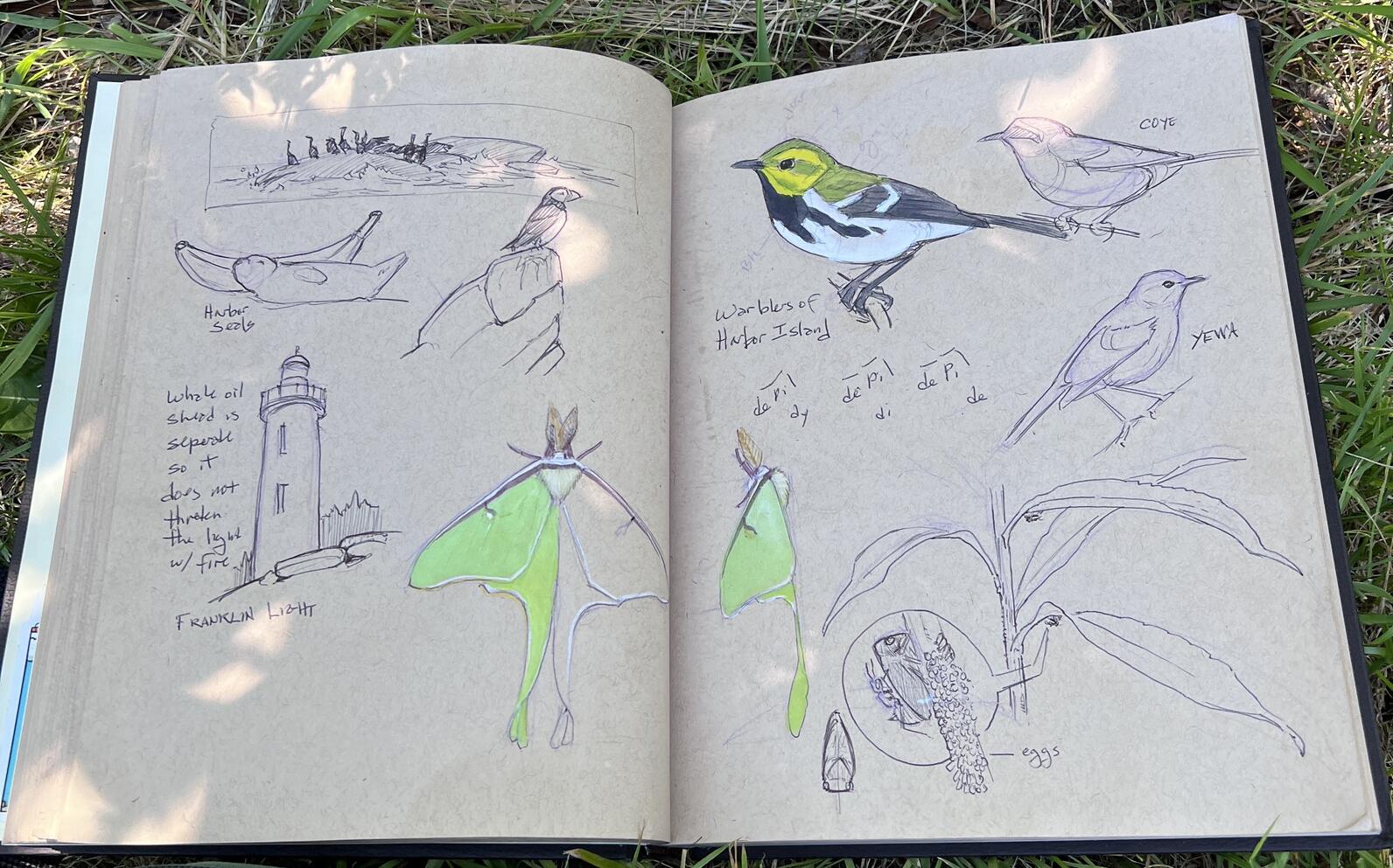 John Muir Laws' sketchbook John Muir Laws' sketchbook