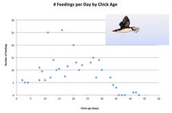 Number of Atlantic Puffin Pairs at Eastern Egg Rock 1981 to 2014