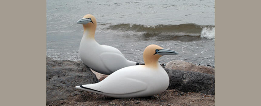 Northern Gannett Decoy Photo Northern Gannett Decoy Photo