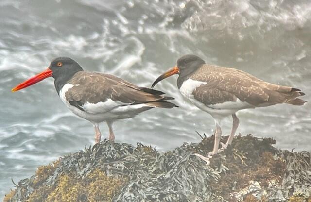 Outer Green Island juvenile American Oystercatchers