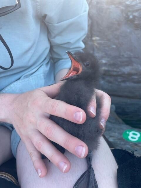 Maine puffins are rebounding and enjoying sand lance