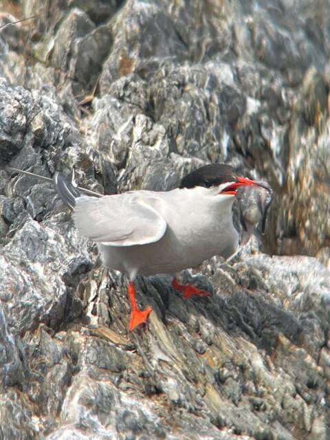 Outer Green Island Common Tern with a Goosefish