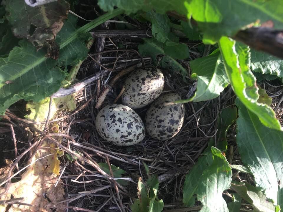 A clutch of Common Tern eggs