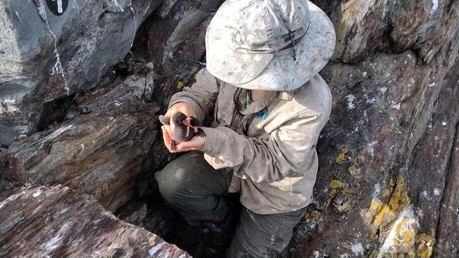 Researcher with Outer Green Island Guillemot Chick Researcher with Outer Green Island Guillemot Chick