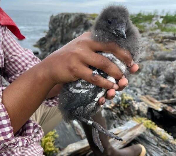 Outer Green Island Black Guillemot Chick. Outer Green Island Black Guillemot Chick.