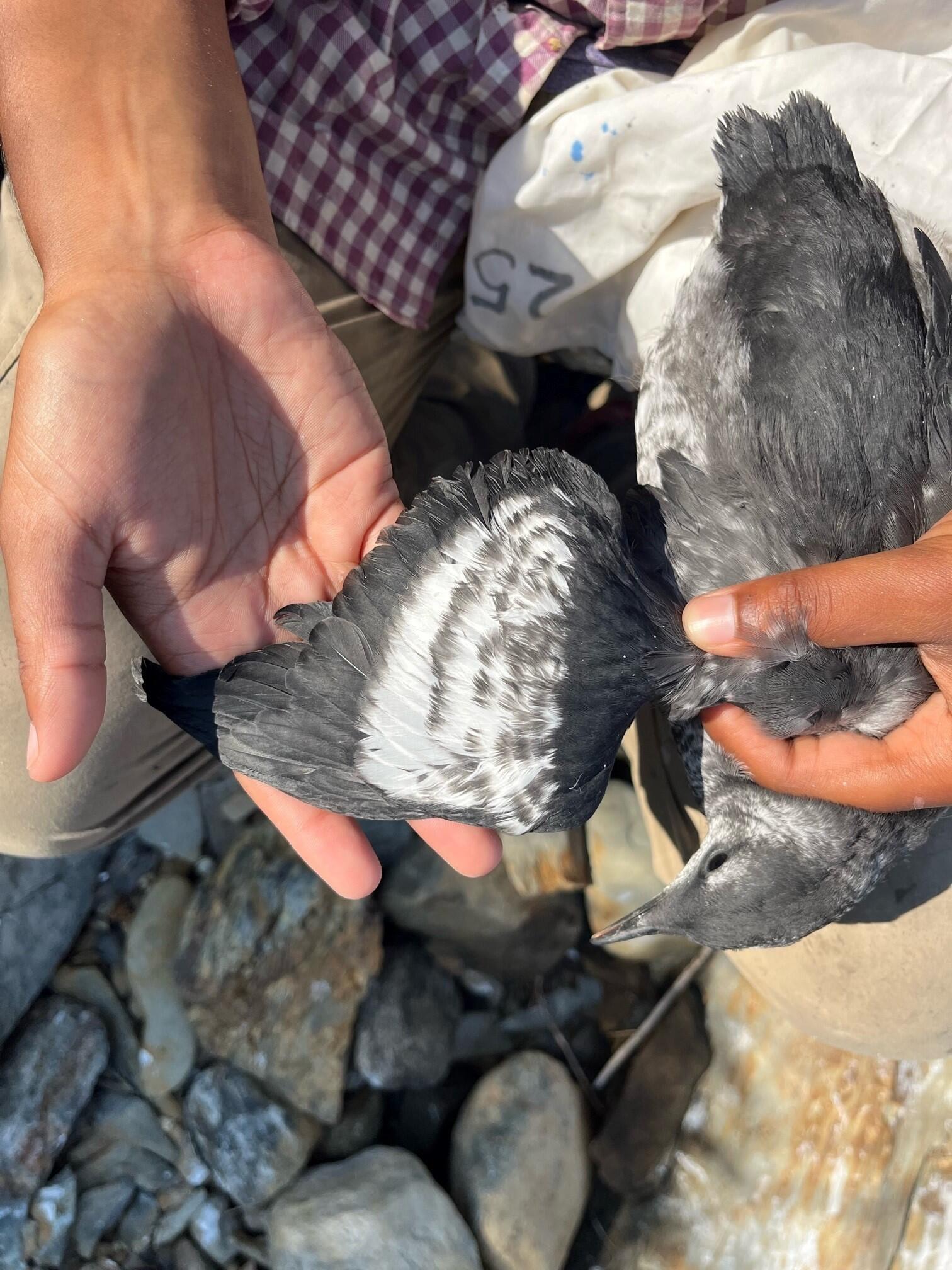 Black Guillemot Chick with white wing patches showing
