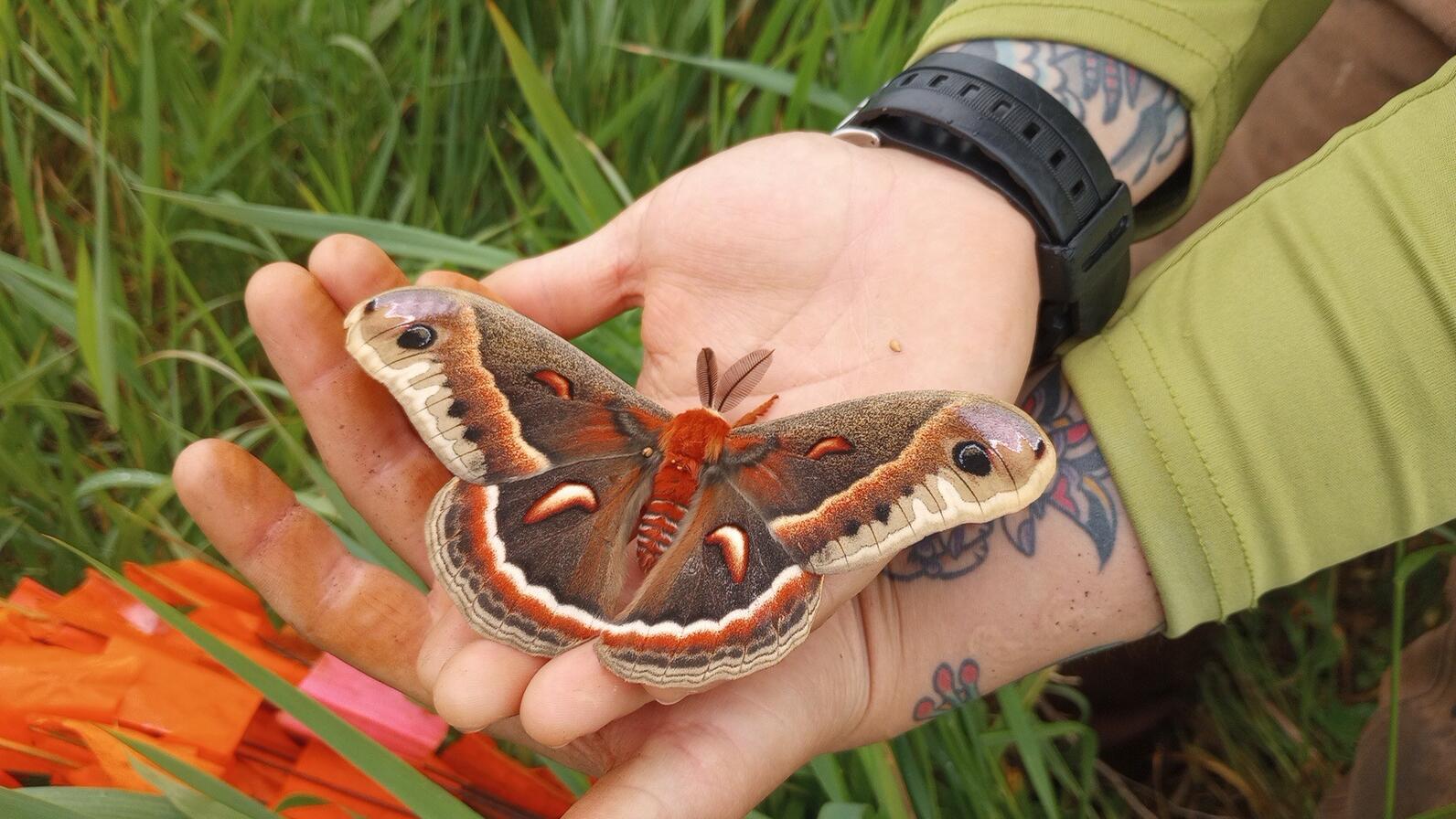 A moth sitting in a persons hands. A moth sitting in a persons hands.