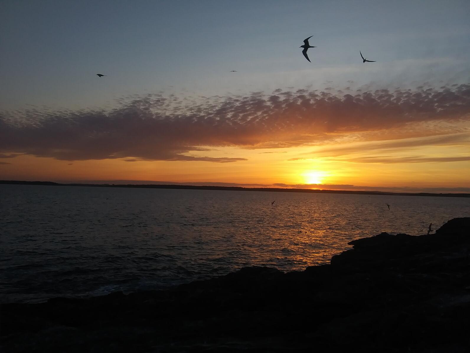Outer Green Island Sunset, with Terns Outer Green Island Sunset, with Terns