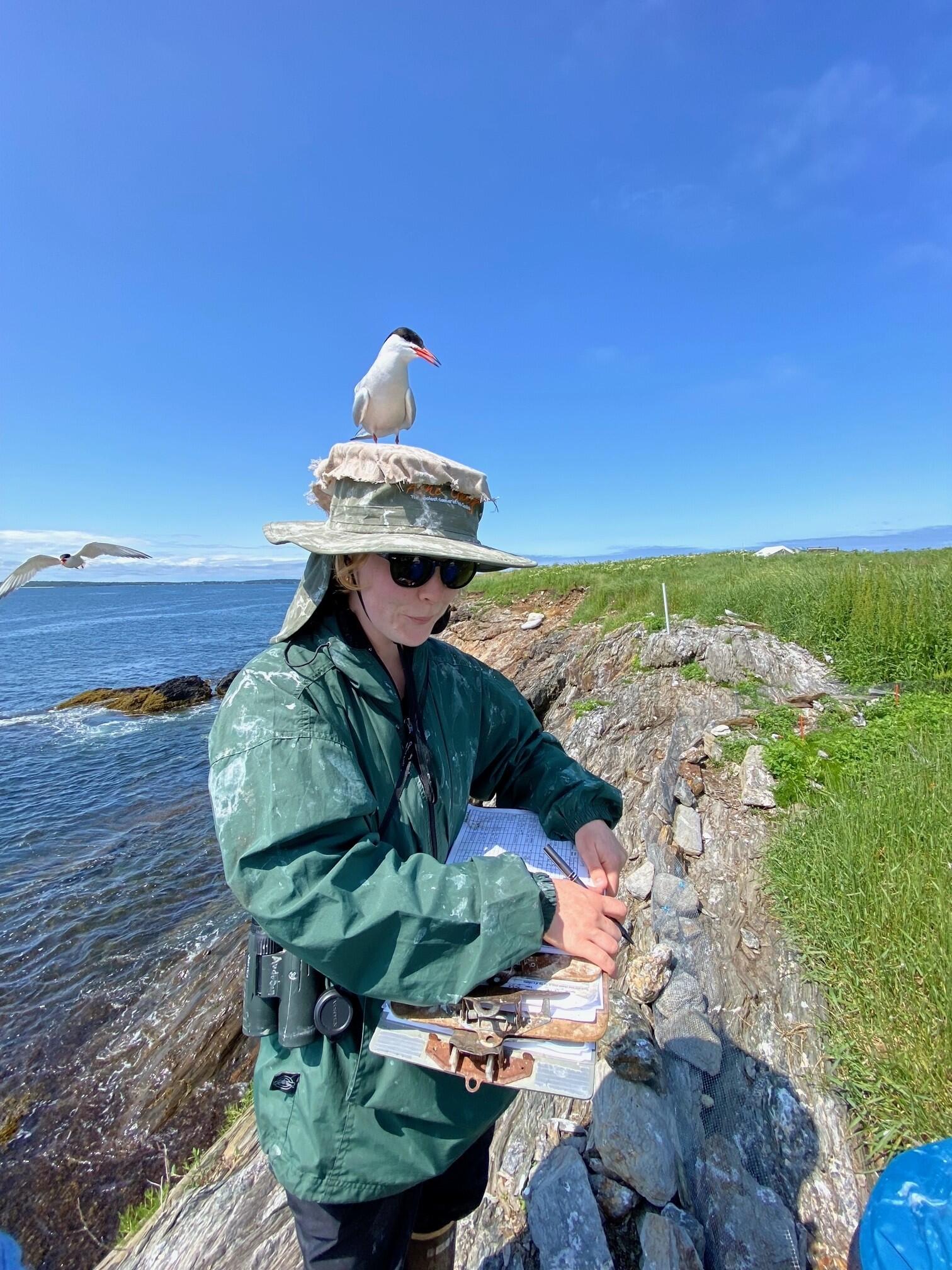 Seabird Island News - Vol. 5 - 23 June 2023 | Audubon Seabird Institute