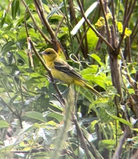 Outer Green Island sees an Orchard Oriole