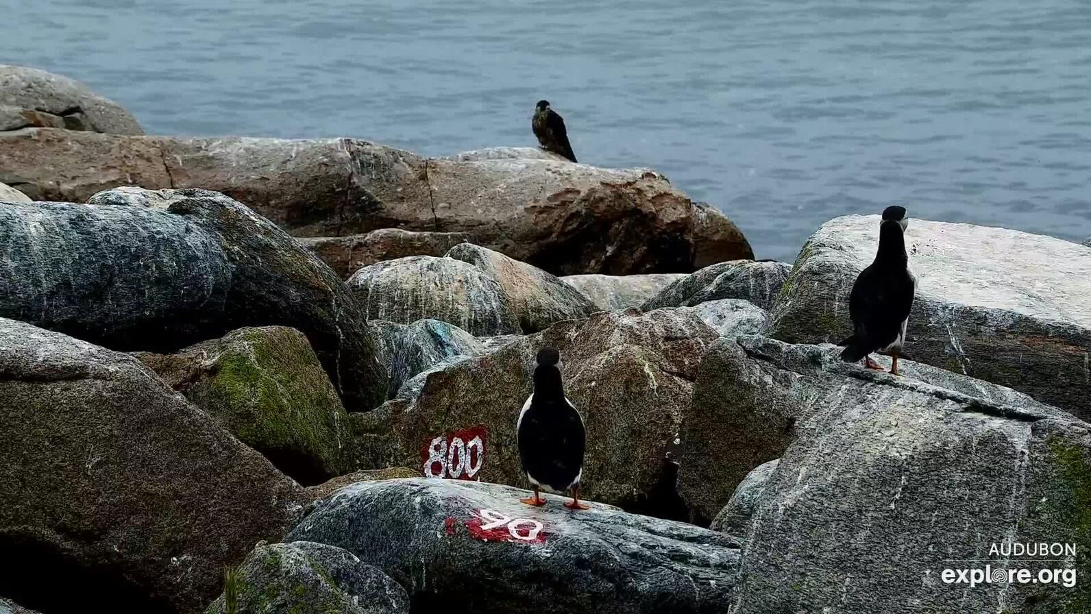 Seal Island’s resident Peregrine Falcon