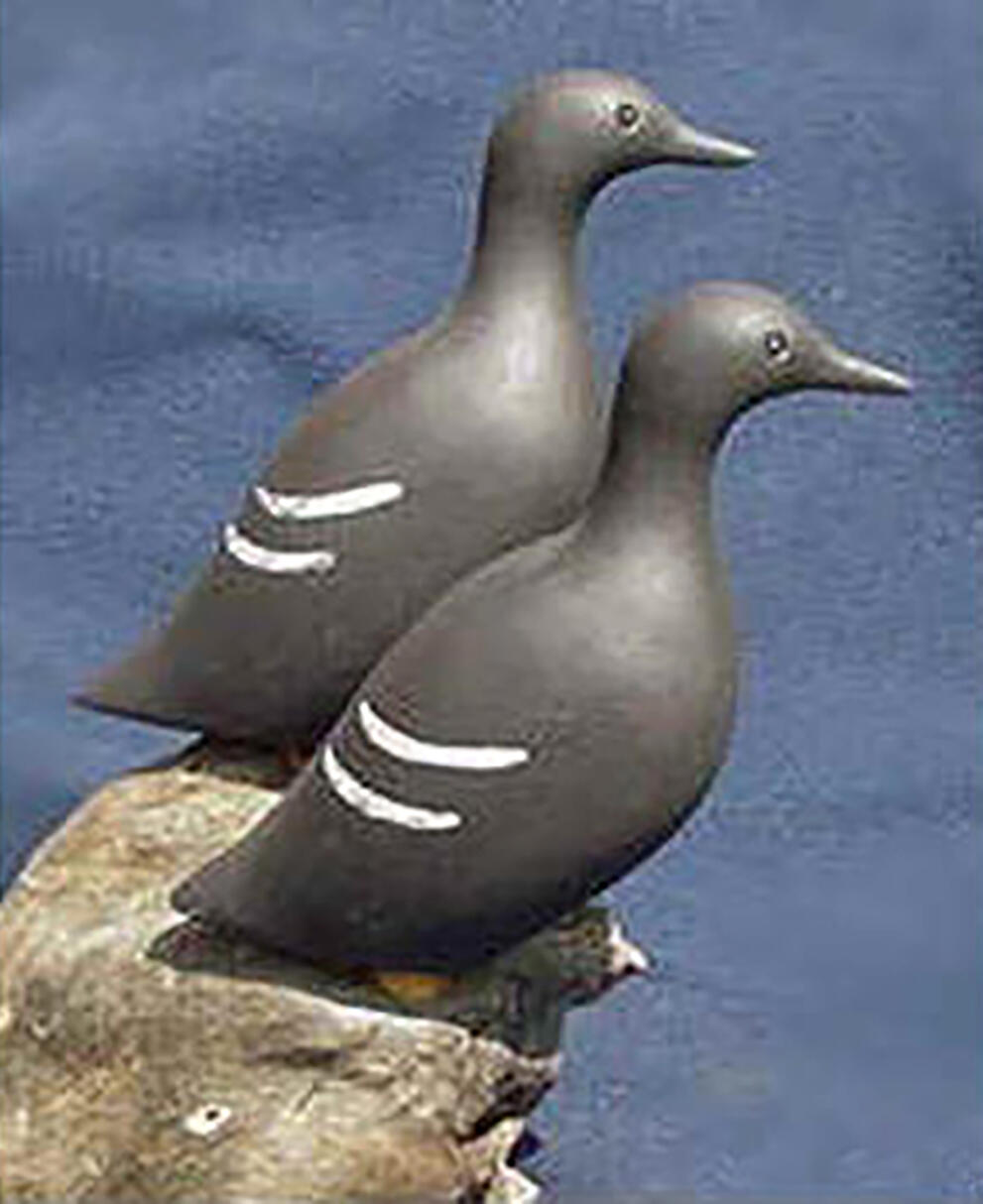 Pigeon Guillemot decoy