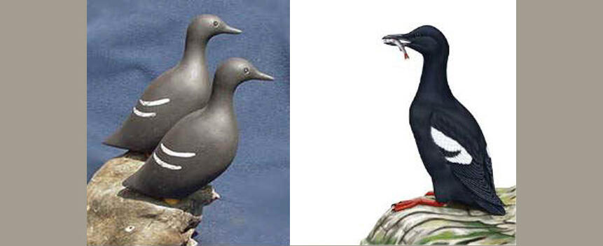 Pigeon Guillemot Main Page Photo