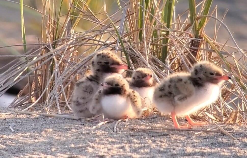 Four chunky Pond Island Common Tern Chicks Four chunky Pond Island Common Tern Chicks