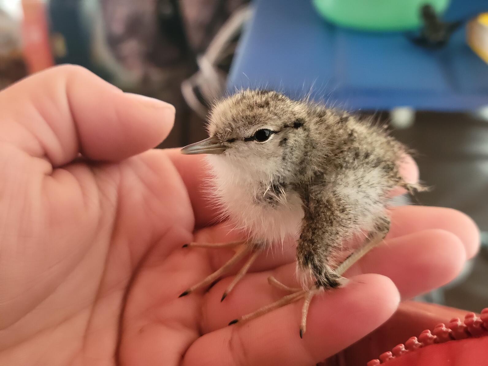 Spotted Sandpiper chick Spotted Sandpiper chick