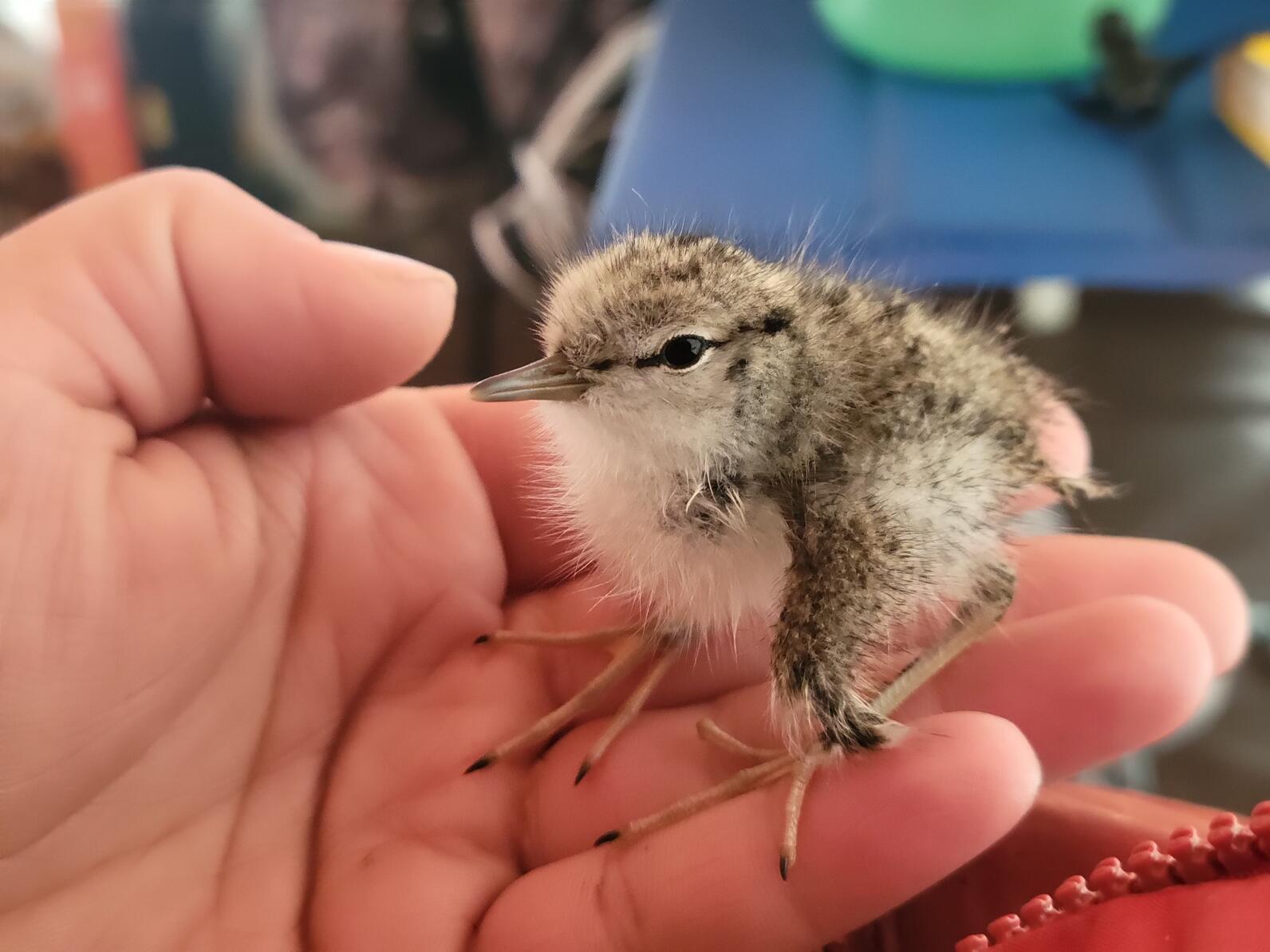 Spotted Sandpiper chick