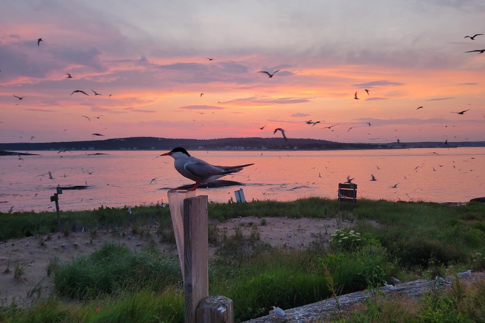 Pond Island NWR sunset