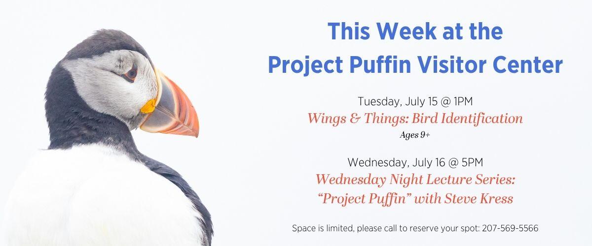 PPVC - Atlantic Puffin PPVC - Atlantic Puffin