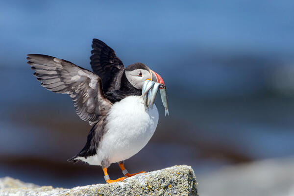 Atlantic Puffin with its wings up