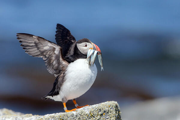 Maine puffins are rebounding and enjoying sand lance