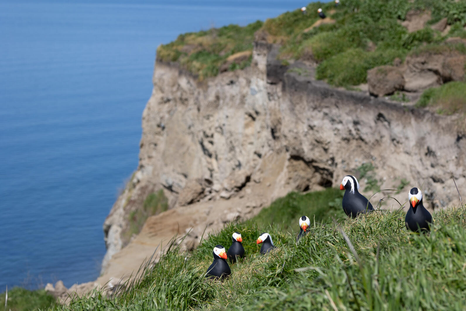 Tufted Puffin Decoys installed at Protection Island in Washington state Tufted Puffin Decoys installed at Protection Island in Washington state