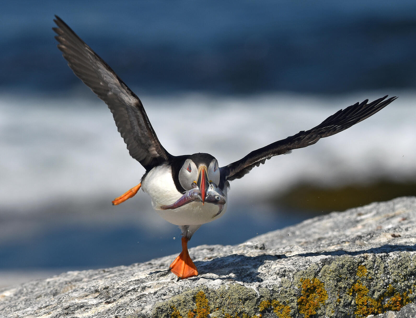 Puffin with Fish by Derrick Z. Jackson