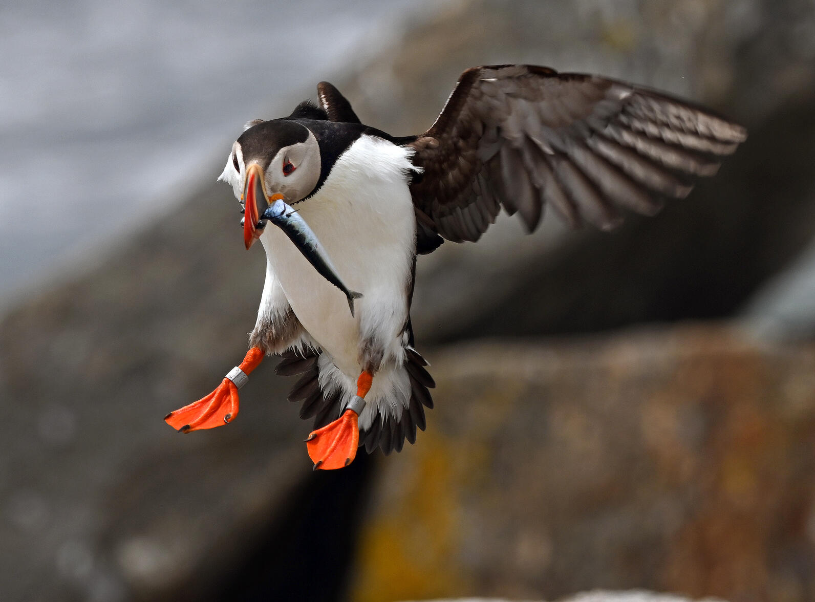 An Egg Rock puffin returning to the island with mackerel for its hungry puffling.