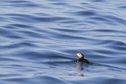 Puffin on the Deep Blue Sea