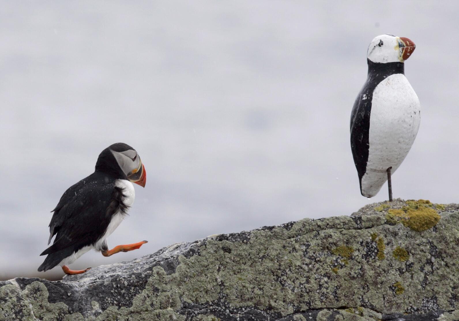 Puffin Walking Toward Decoy by Bob Butaky Puffin Walking Toward Decoy by Bob Butaky