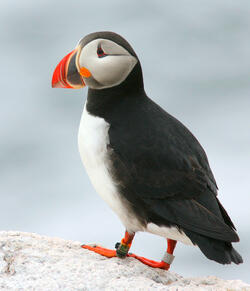 Puffin with Geolocator at Matinicus Rock