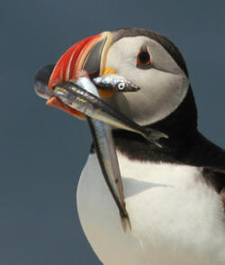 Atlantic Puffin with Sand Lance
