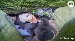 Puffin Parent and Puffling Share a Moment