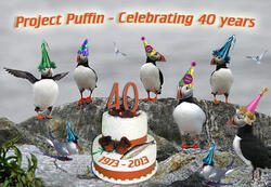 Puffins Celebrating Project Puffin's 40th Year