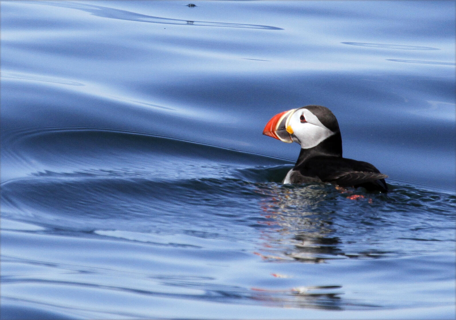 Puffin on Deep Blue Sea Puffin on Deep Blue Sea