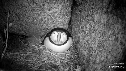 Puffin Parent in Cam Burrow Puffin Parent in Cam Burrow