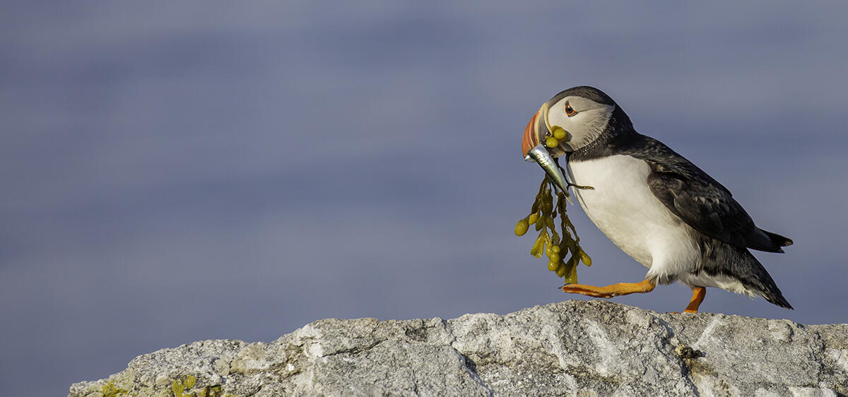 Puffin with Seaweed and Fish