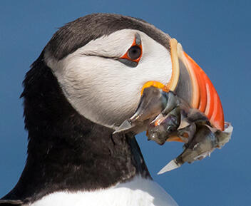 Atlantic Puffin Up Close with Redfish