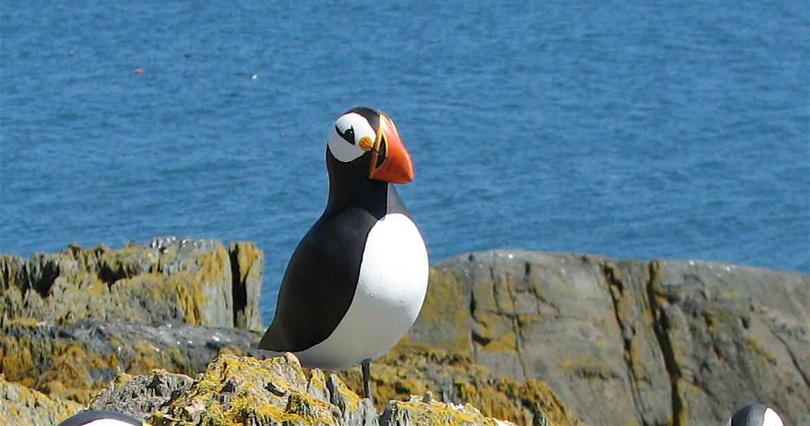 Atlantic Puffin Main Page Photo