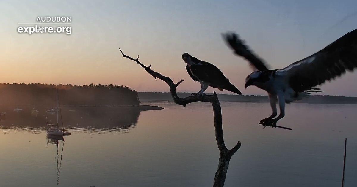 Two birds perched on a branch. Two birds perched on a branch.