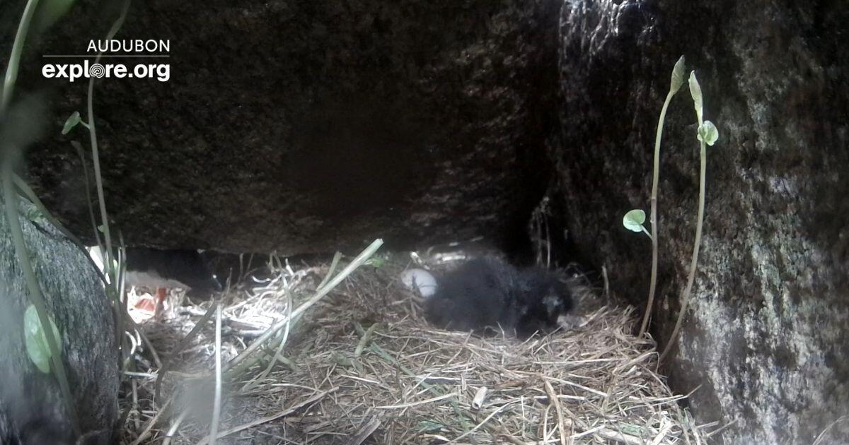 A chick in a burrow A chick in a burrow